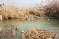 В Тюмени под мостом в реке рыбаки нашли труп
