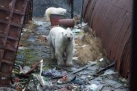 Этой зимой жители Новой Земли ощутили последствия потепления, когда в их посёлок в поисках еды пришло 52 белых медведя.