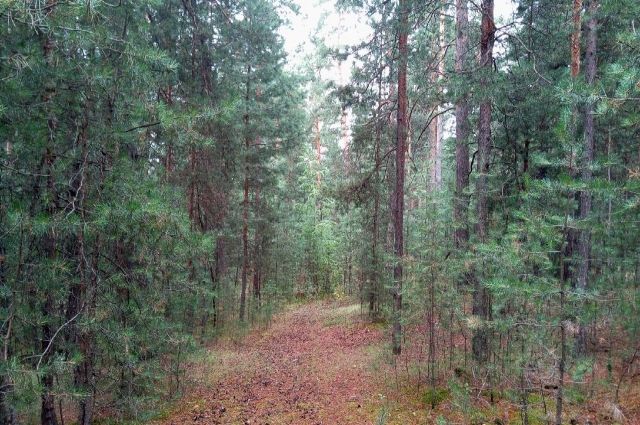Алтайский лес 
