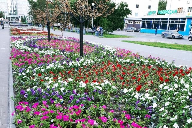 Тюменский бульвар Николая Чукмалдина украсят 20 тысяч цветов