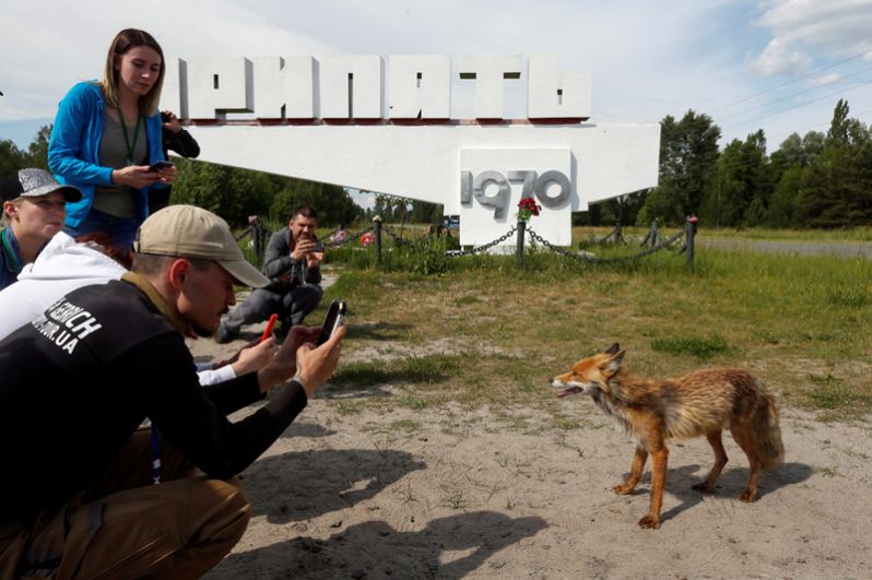 Туристы фотографируют лису на въезде в Припять.