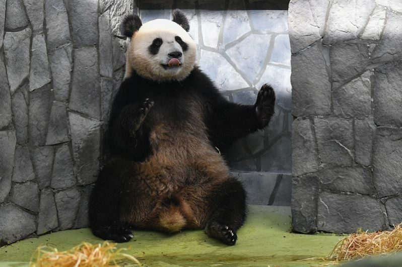 После трех лет, когда они становятся взрослыми, у панд начинает проявляться характер. На фото: панда Жуи в Московском зоопарке.