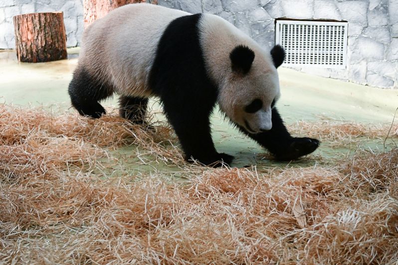 Живые панды в россии. Панда жуи в Московском зоопарке. Панда в Московском зоопарке. Большая Панда в Московском зоопарке. Панда в зоопарке Москвы.
