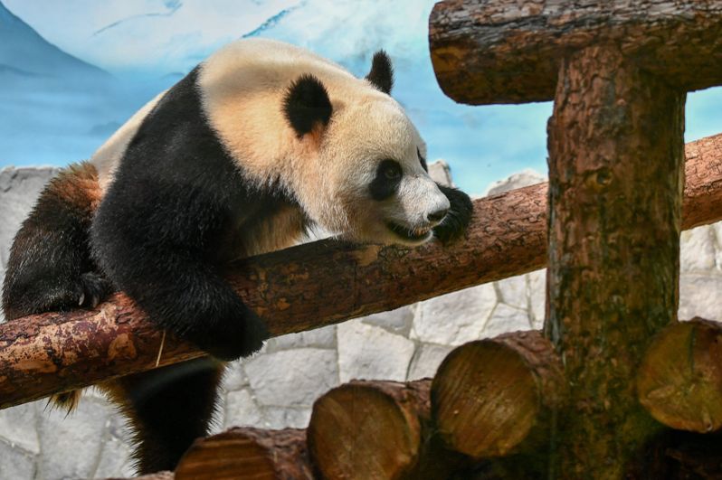 Панда Жуи в Московском зоопарке.