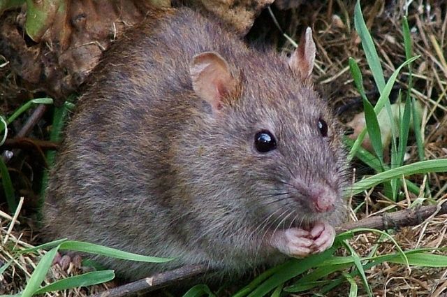 Тюменцы жалуются на полчища крыс в центре города