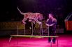 Зрителей заставило понервничать появление леопардов на цирковой арене