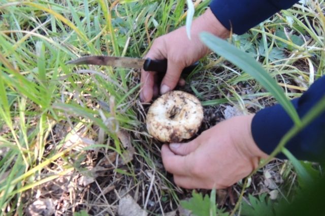 Тюменцам рекомендуют быть внимательными при сборе грибов