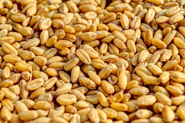 Средняя урожайность пшеницы в прошлом году составила 9,8 центнера с гектара.