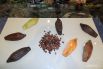 Какао-бобы - семена шоколадного дерева.