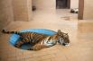 Тигр лежит в луже воды в зоопарке Лахора в жаркую погоду, Пакистан.
