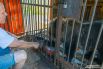 Медведица Маша появилась в центре реабилитации в прошлом году. Переехать животному помогали калужане.