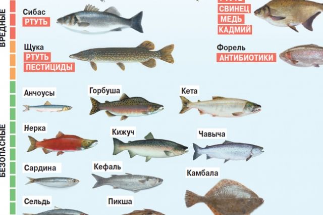 Различия между кижучом речным и морским в России
