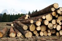 Проблемы в лесной отрасли Красноярского края начались в 90-х годах