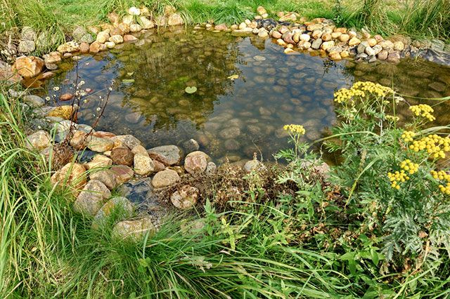 Садовый водоём. Как самостоятельно соорудить пруд на даче | Стройка и  дизайн | Дача | Аргументы и Факты