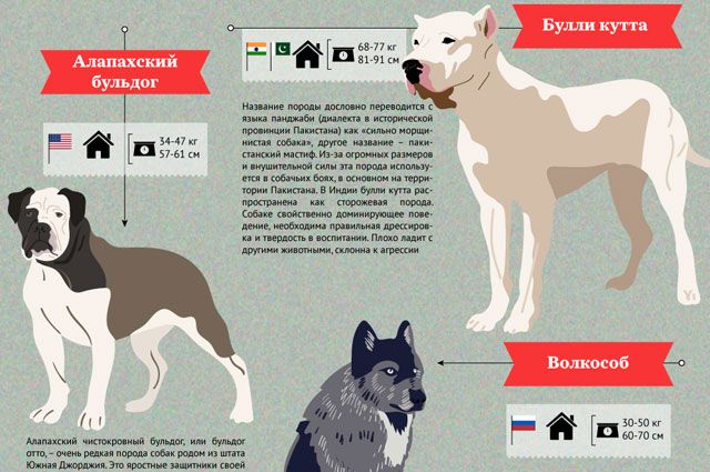 Породы собак, для которых ношение намордника стало обязательным по закону в 2022 году