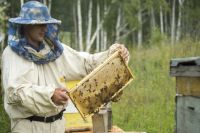 В Приангарье до трети пчелосемей гибнет за зиму.