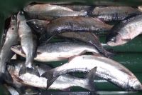 Жителю Камчатки грозит уголовное дело за браконьерский вылов 40 хвостов  лосося – ИА Камчатка