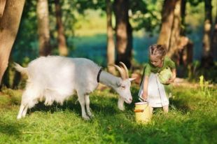 Супер-продукт не для всех. Кому полезно, а кому вредно пить козье молоко