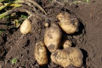 Картофель в России выращивает в основном население для личного потребления.