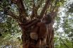 Садху практикует йогу на дереве в преддверии Международного дня йоги, Индия.