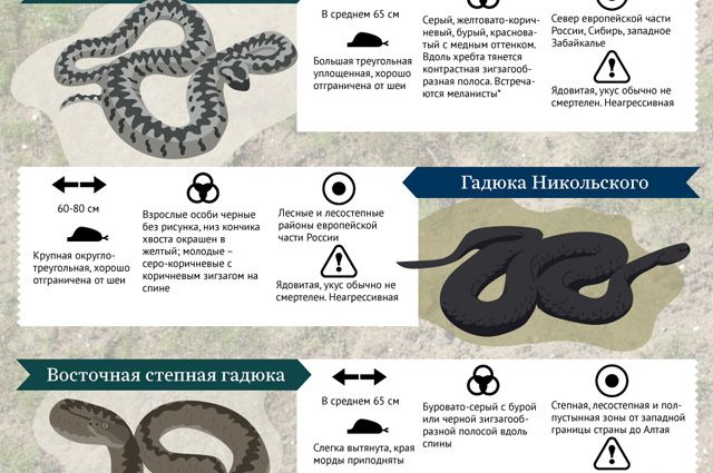 Змеи Фото С Названиями На Русском Языке