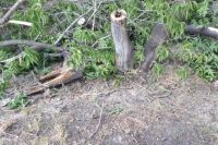 По факту вырубки деревьев в тюменской деревне возбуждено уголовное дело
