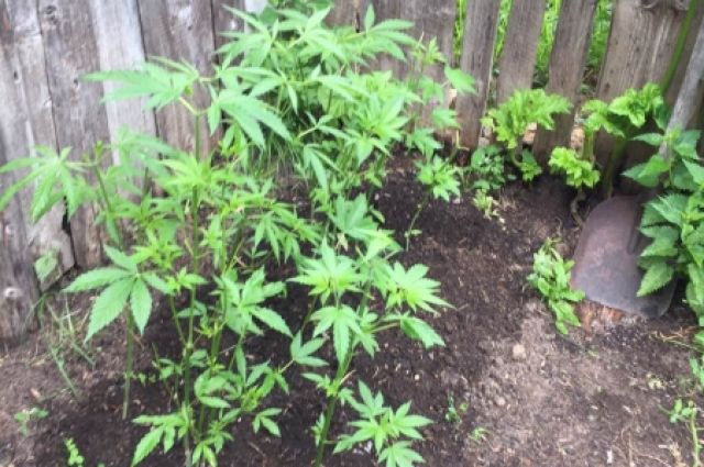 куст марихуаны на огороде