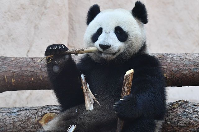 Большая панда, переданная Китаем Московскому зоопарку.