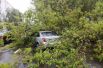 В Твери дерево рухнуло на проезжающий мимо автомобиль.