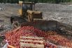 25 тонн яблок неизвестного происхождения уничтожено в Тверской области.