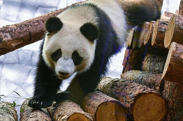 Московский зоопарк запустит онлайн-трансляцию жизни привезенных из КНР панд  | Общество | Аргументы и Факты