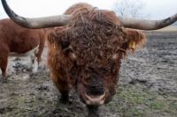 В Тюменской области мошенники наживаются на «продаже» породистых быков