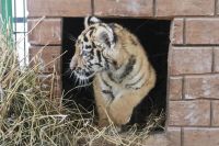 В Бузулуке тигрица напала на мужчину, который пытался украсть тигренка