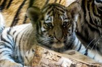 В Бузулуке пострадавший при попытке кражи тигренок не встает на лапы