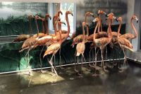 Группа розовых фламинго живет в Новосибирском зоопарке с апреля этого года.
