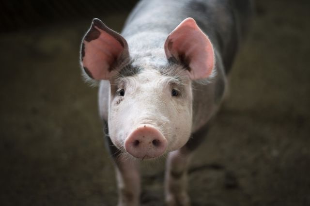 Жителей Лабытнанги возмутили свиньи на детской площадке