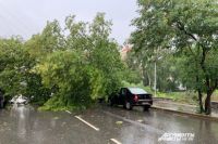 В сквере Уральских добровольцев и около него сильный ветер повалил много деревьев. 