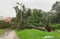 Сильный ветер повалил деревья в центре Перми.