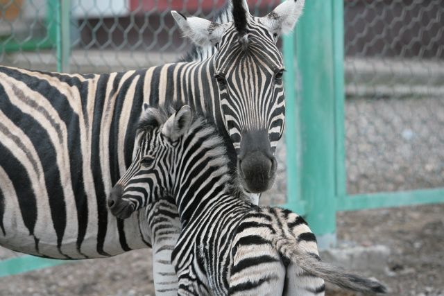 Новый павильон для африканских животных  будет самым высоким и технически сложным в новосибирском зоопарке.