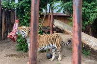 Амурский тигр Агат за один день съедает 11,5 кг мяса.