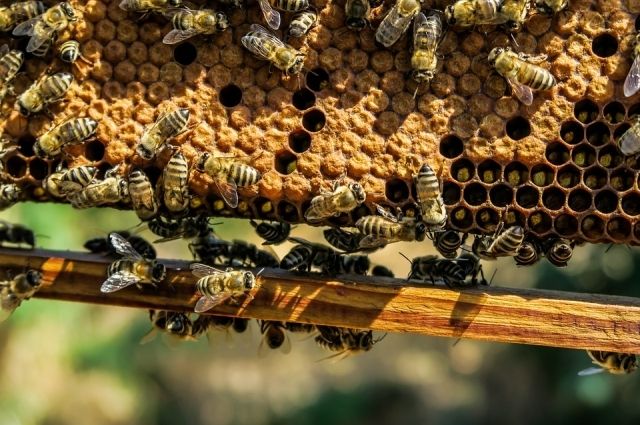 Тюменские пчеловоды обеспокоены массовой гибелью пчел