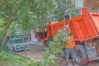 Сотрудники ГБУ «Жилищник» обрезают ветви разросшихся деревьев  во дворе.