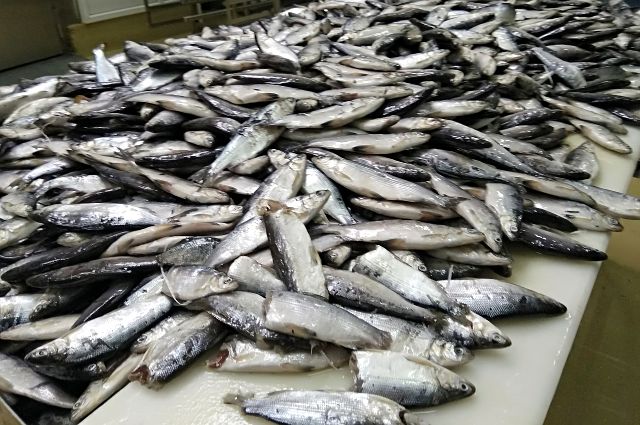 Около трех тысяч тонн рыбы добыли ямальцы в период летней путины