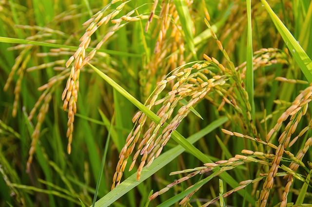 В порт Балтийск не пустили 100 тонн заражённого риса из Вьетнама