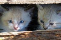 Котятам всего около месяца, одной их кошек – около года. В непроветриваемом помещении с хлоркой животные могут умереть.