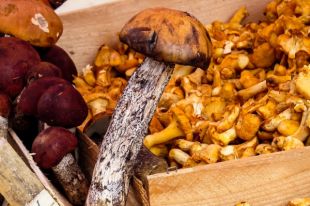Тюменцам рекомендуют собирать только известные грибы