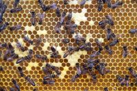Причиной массовой гибели пчел в Удмуртии стали ядохимикаты