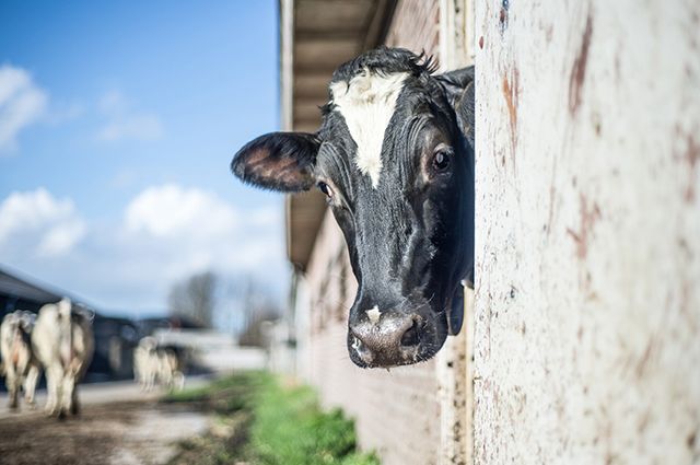 Сельскохозяйственный комплекс «Ноябрьский» пополнился 15 стельными коровами