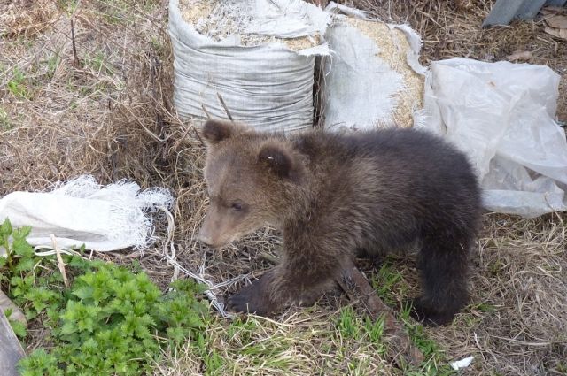 В Пуровском районе исхудавшие медвежата клянчат еду у водителей