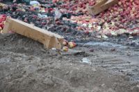 В Тюмени на полигоне ТБО уничтожили более двух тонн яблок
